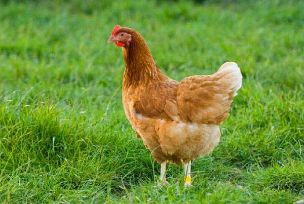 2. Tavukların 10,000'de 1'i çift cinsiyetli olarak dünyaya gelmektedir ve vücutlarının iki farklı kısmı başka şekil ve kas yapısına sahip olmaktadır.