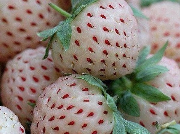 Sahip Olduğunuz Takdirde Size Hayatı Zehir Edebilecek Gerçek Bir Fobi: Tripofobi