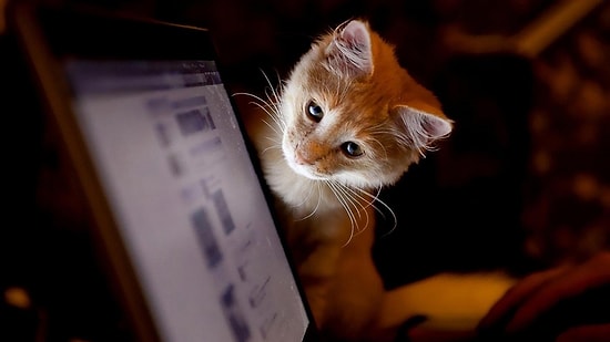 İnternette En Çok Aranan 10 Kitap: Zirvede Kürk Mantolu Madonna Var