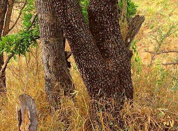 8. Sadece görmek isteyenlerin görebileceği sağ altta gizlenen bir leopar