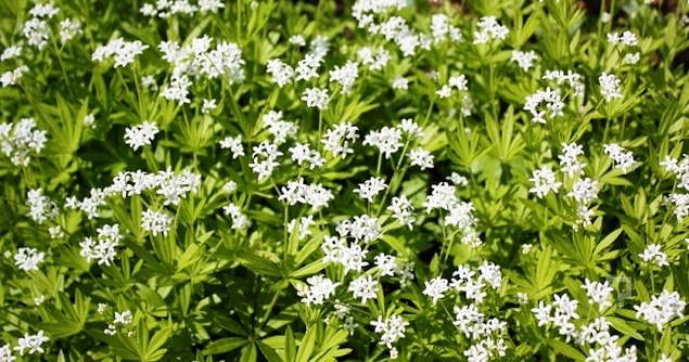 5. Yoğurt Otu (Galium Moilugo)