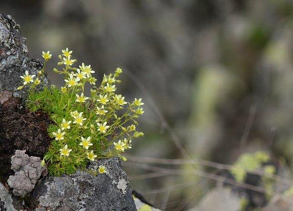 7. Taşkıran Otu (Sxifraga Paniculata)