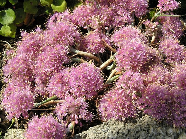 1. Yabani Sarımsak (Allium Kurtzianum)