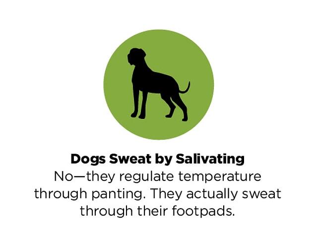 4. How do dogs sweat? 🐕