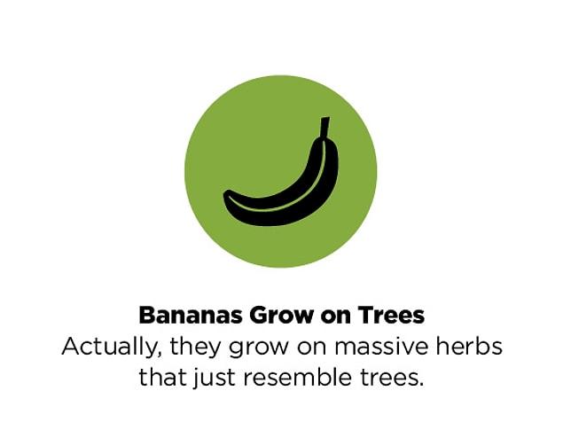 12. Banana trees. 🍌