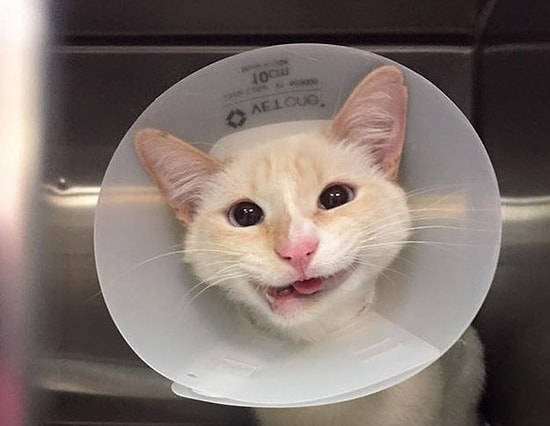 После страшной аварии эта кошка продолжает радоваться жизни!