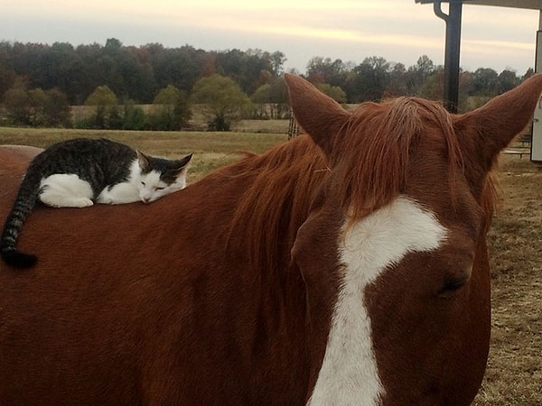 3. "...но Дакота всегда обращается с Саппи со всей нежностью"