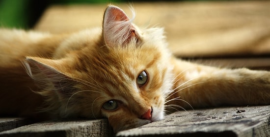 10 картинок, демонстрирующих то, о чем на самом деле говорят животные