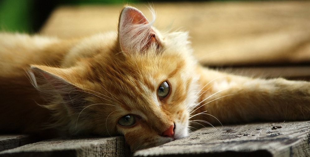 10 картинок, демонстрирующих то, о чем на самом деле говорят животные