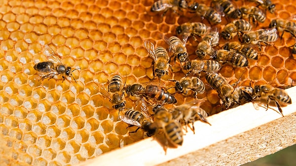 3. или даже самые безобидные пчелиные соты,