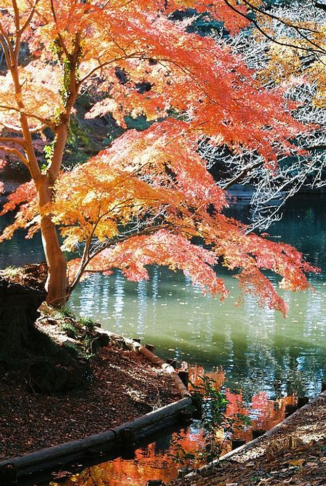 13. Shinjuku Gyoen, Tokyo, Japan