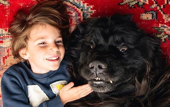 Собаку мне… подарят: малыш и его гигантские четвероногие друзья