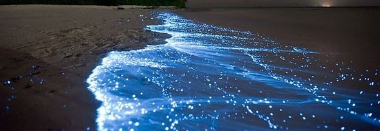 Удивительные фото светящегося моря Японии