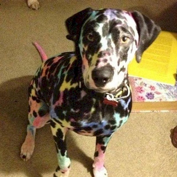 5. Стоит только оставить их наедине с домашним животным и...