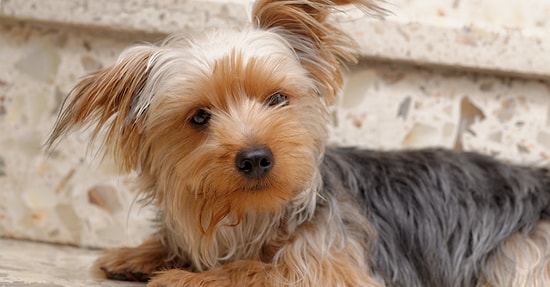 21 причина не заводить йоркширского терьера
