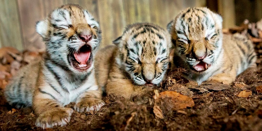 В тайском монастыре найдены 40 мертвых тигрят