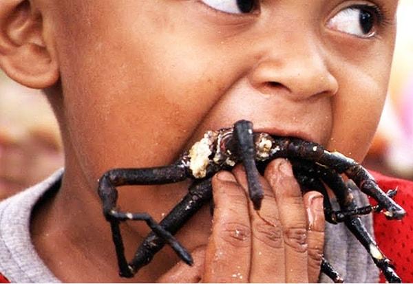 1. Kamboçya'da tarantulalar yüksek çinko içeriğinden dolayı, özellikle çocukların gelişimi için temel besin kaynağı olarak tüketiliyor.