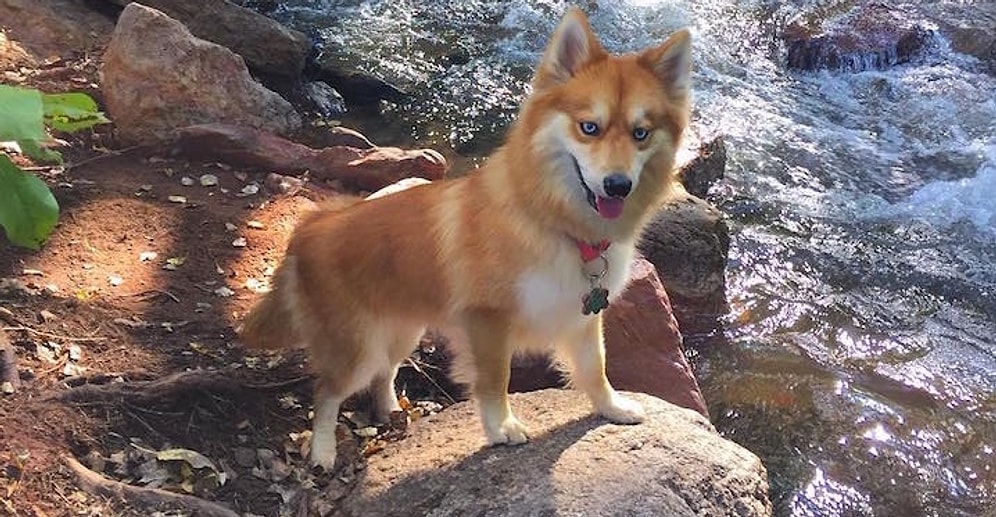 «Помски» - очаровательная помесь померанского шпица и хаски