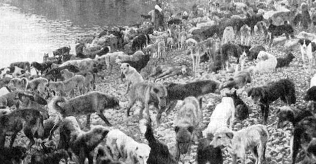 2. Bizim geleneğimizde sokak köpekleri şehrin sakinleridir. Onlar 1910'a kadar İstanbul’da kendi sokaklarında bakılarak bizimle beraber yaşadılar.