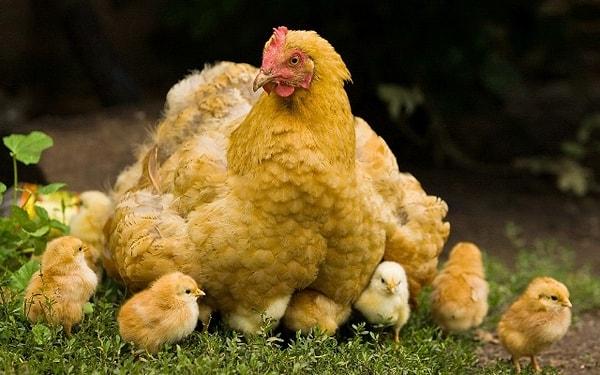 Bir dişi bireyin yumurta üretmesi yaklaşık 34 saat sürüyor.