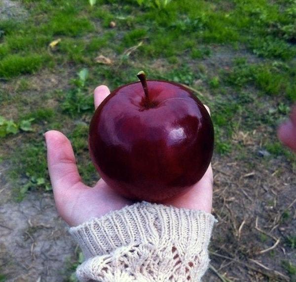 7. Masaldan fırlamış bir elma.