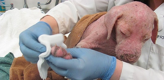 Радость воссоединения: спаситель щенка вернулся, чтобы забрать его домой