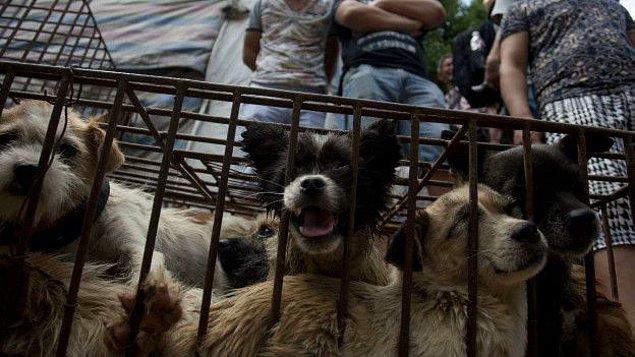 Aktivistler Yulin'deki durumun "festival değil bir kâbus" olduğunu söylüyor