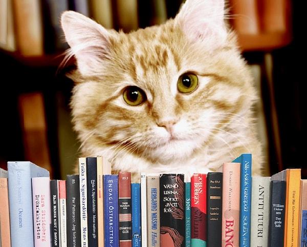 11. Kedi hikayeleri barındıran kitaplar