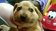 Tuhaflıklarına Gülmekten Kendinizi Alamayacağınız 27 Sevimli Köpek Yavrusu