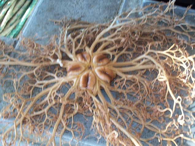 21. This is an otherworldly nerve system invading species.