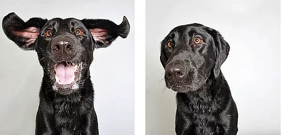 Собаки тоже любят фотосессии!