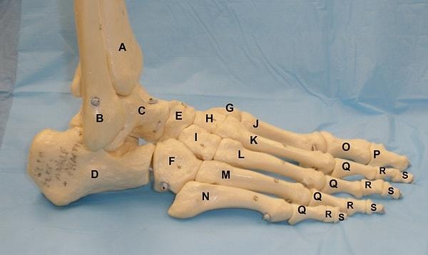 24. Vücutlarımızdaki toplam kemik sayısının 4'te 1'i ayaklarımızda yer almaktadır.