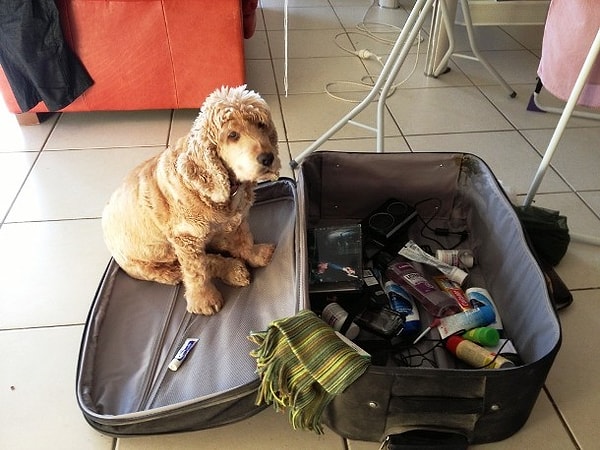 10. "Ну, хорошо, я помогу тебе собрать чемодан, но только в том случае, если ты берешь меня с собой"