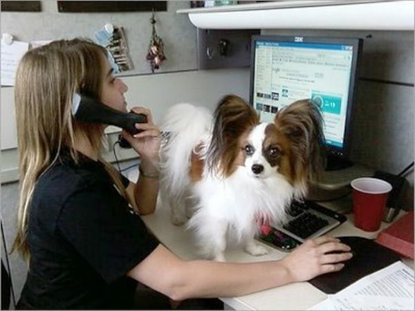 17. "Тебя там не обижают в этом телефоне? Ты только скажи, я ему быстро в трубку нагавкаю!"