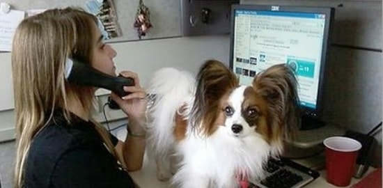 25 заботливых питомцев, которые просто хотят быть ближе