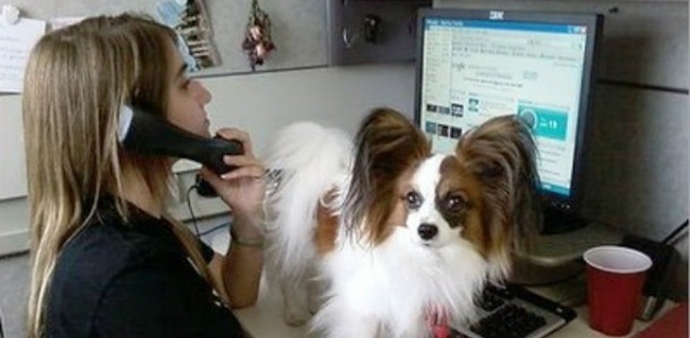 25 заботливых питомцев, которые просто хотят быть ближе