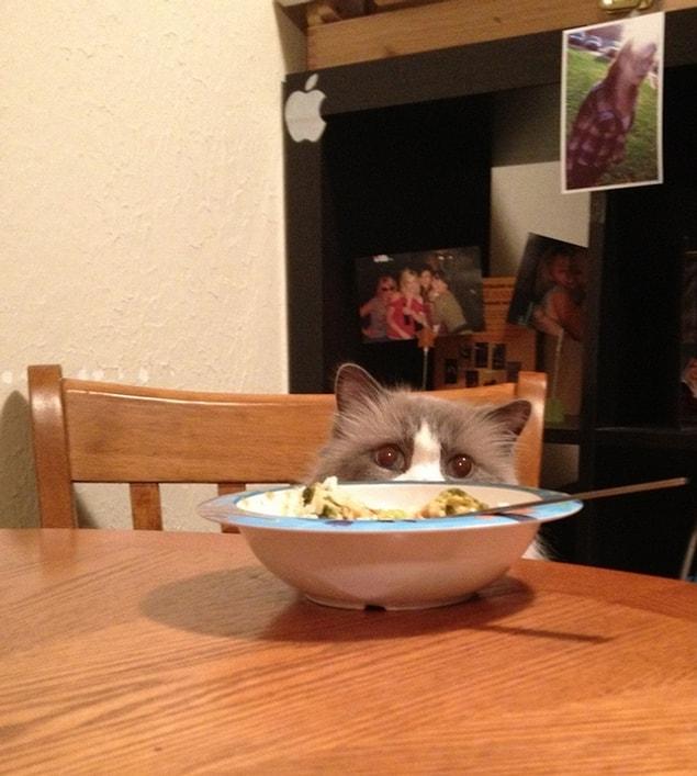 Now, you feel guilty if you don't share your food with your cat.