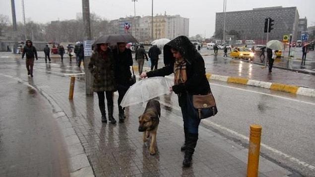 3. A young woman helps the dog who is wet and cold in rain and snow.