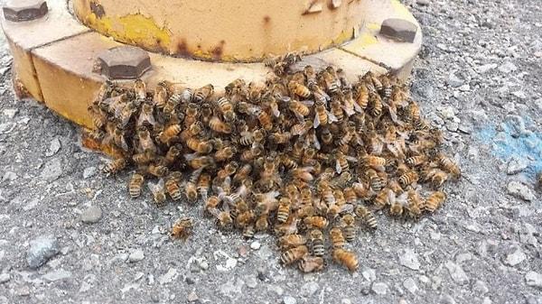 23 yaşındaki Torontolu Alizadeh, "Bunz Alışveriş Platformu"nda (yerel bir Facebook grubu) yolunu kaybetmiş bir grup arıyla ilgili bir paylaşım gördü.