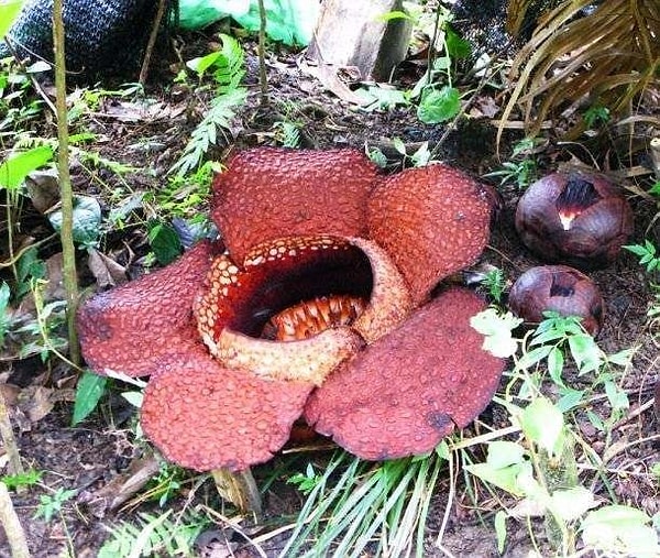 13. Выращиватель аморфофаллуса титанического