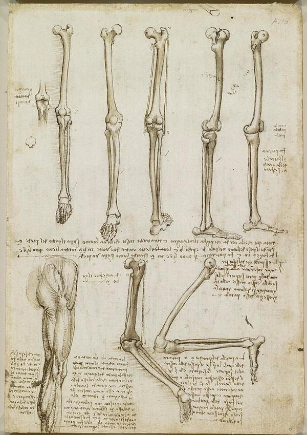 10. Bacak ve ayak kemikleri ve kasları üzerine...