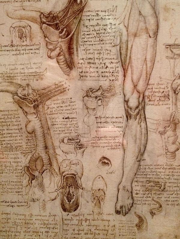13. Bacak kasları ve vücudumuzda bulunan çeşitli kemiklere dair açıklama ve çizimler.