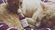 Kedi Nanesi Şarabıyla Artık Kediniz de Kadeh Dostunuz Olacak