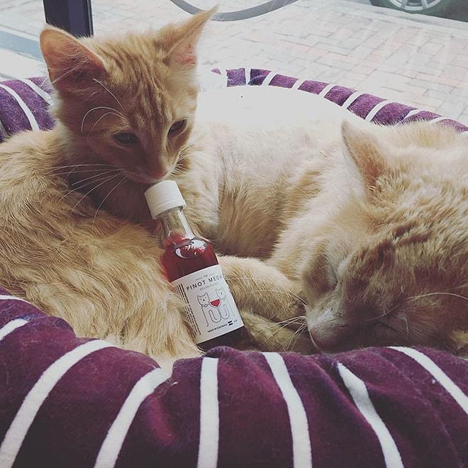 Kedi Nanesi Şarabıyla Artık Kediniz de Kadeh Dostunuz Olacak