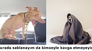 Kadınların Regl Döneminde Verdiği Mücadeleyi Anlatan 24 Minnoş Köpek
