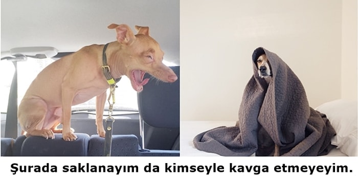 Kadınların Regl Döneminde Verdiği Mücadeleyi Anlatan 24 Minnoş Köpek