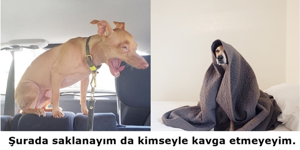 Kadınların Regl Döneminde Verdiği Mücadeleyi Anlatan 24 Minnoş Köpek