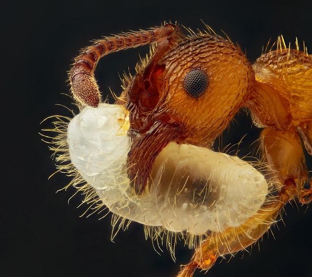9. Ant carrying its larva