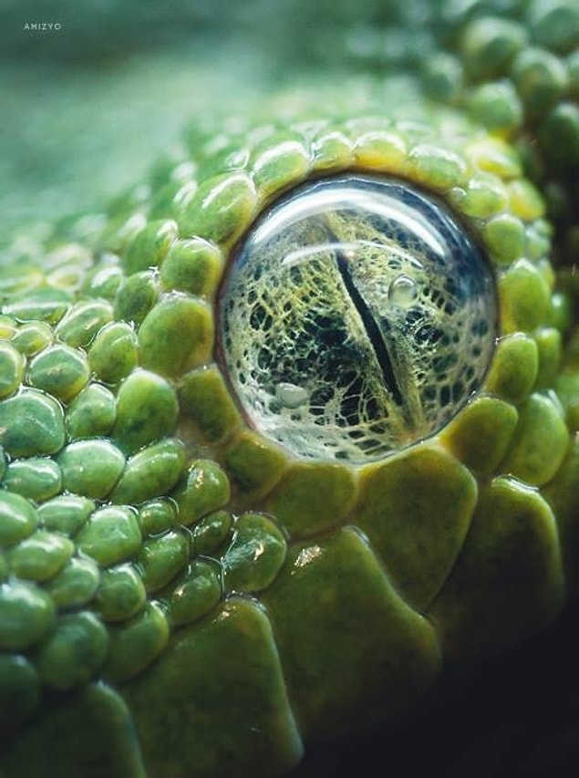 28. Eye of a green tree python