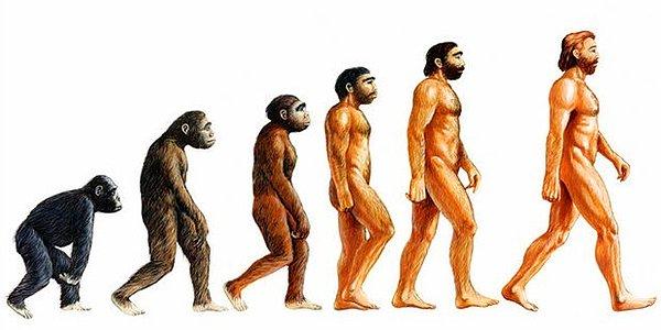 1. İnsanlar maymunlardan mı evrimleşti?